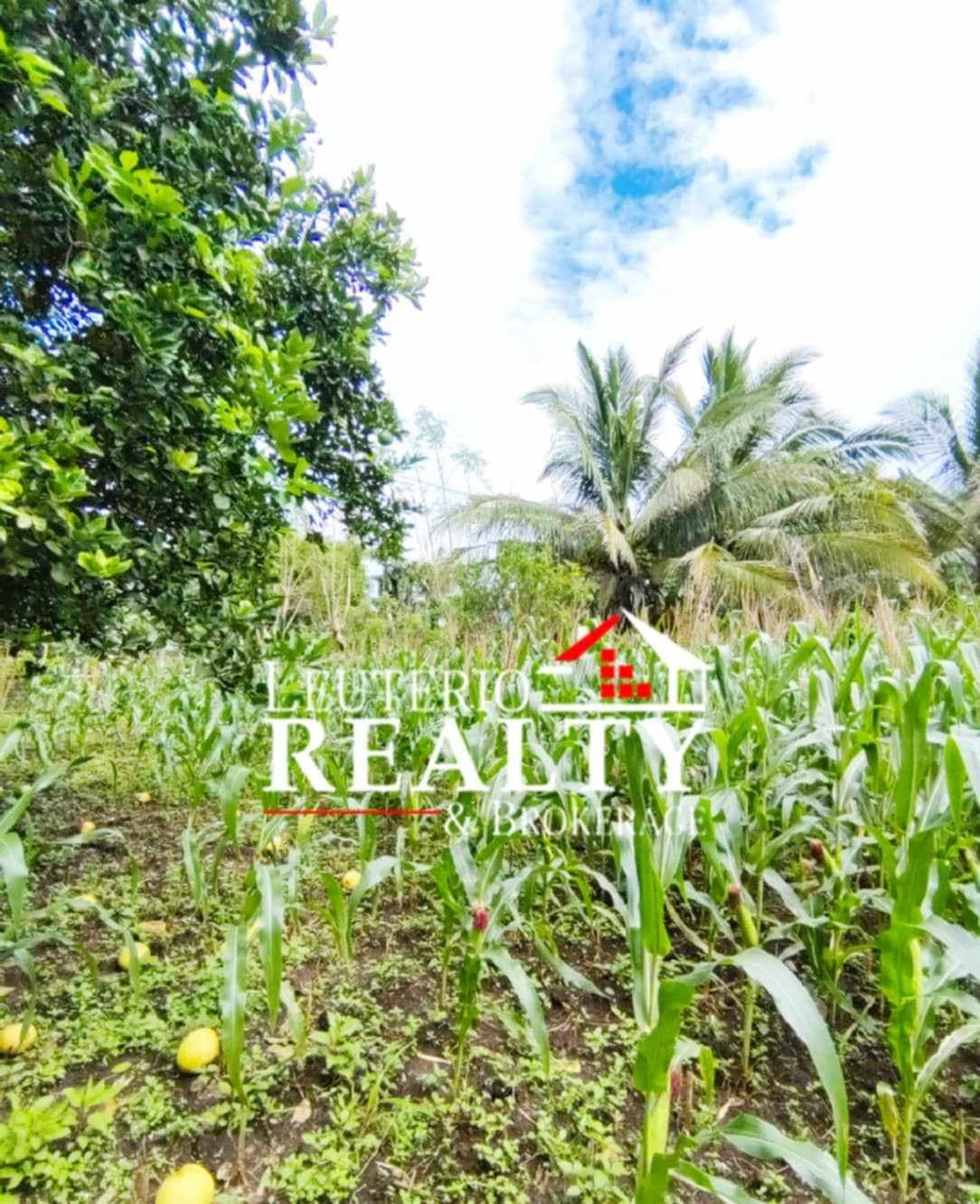 Farm Lot in Pacol/Carolina - photo 3