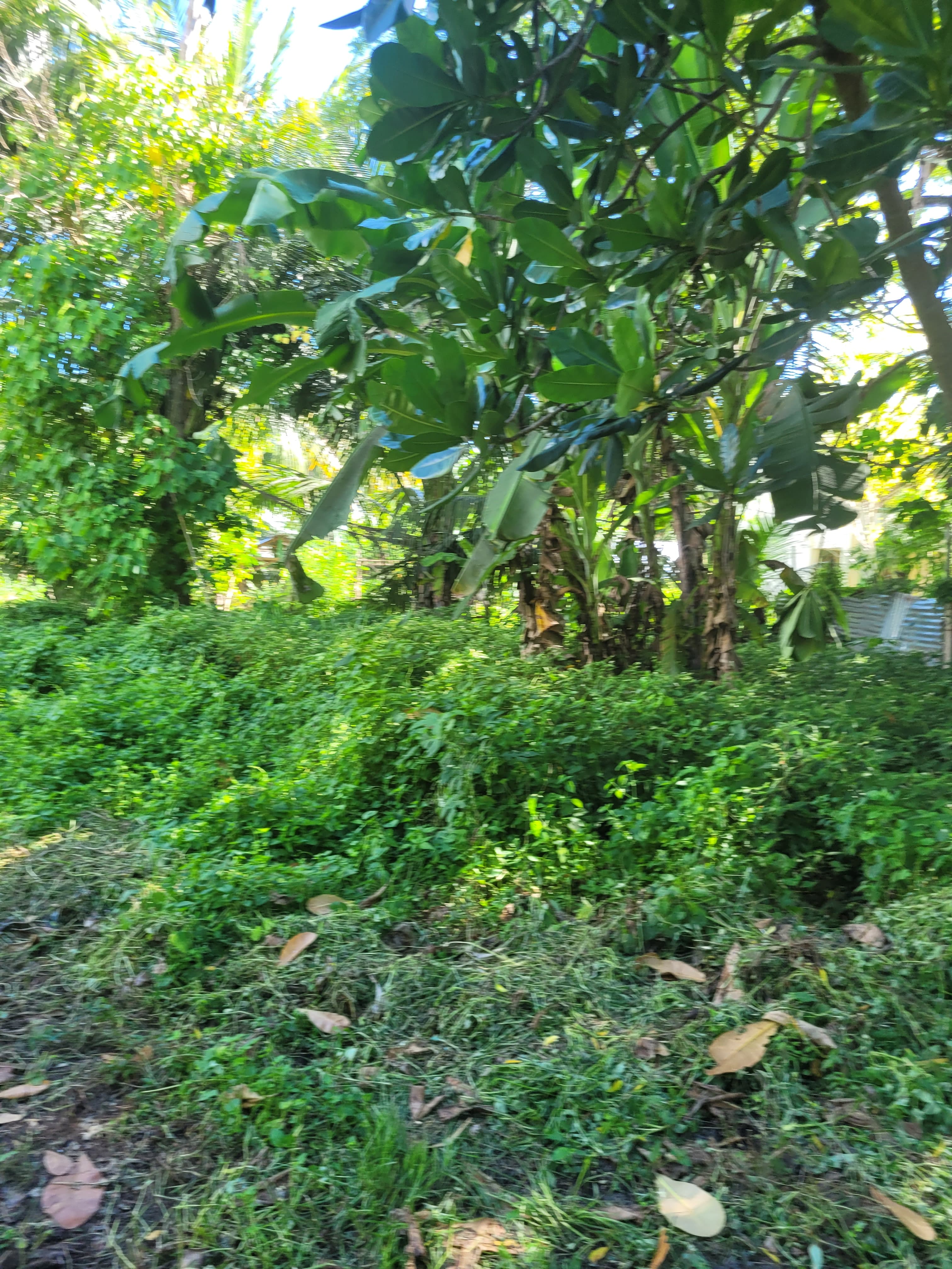 Katangawan Lot - photo 4