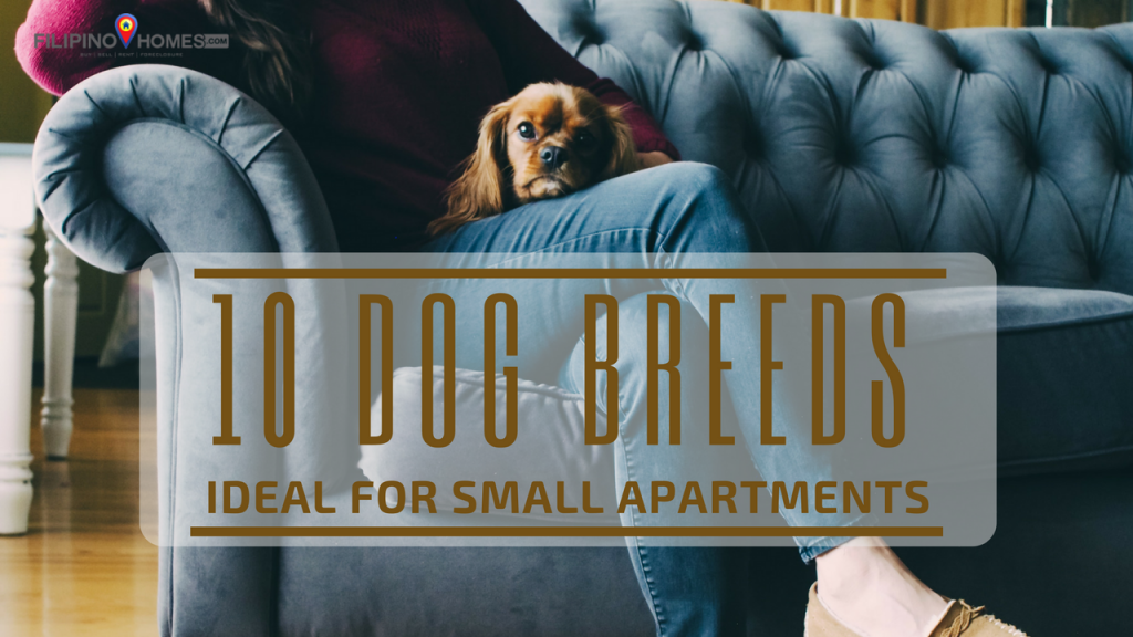 dog breeds for small apartments