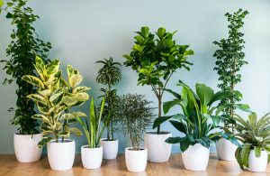 indoor plants