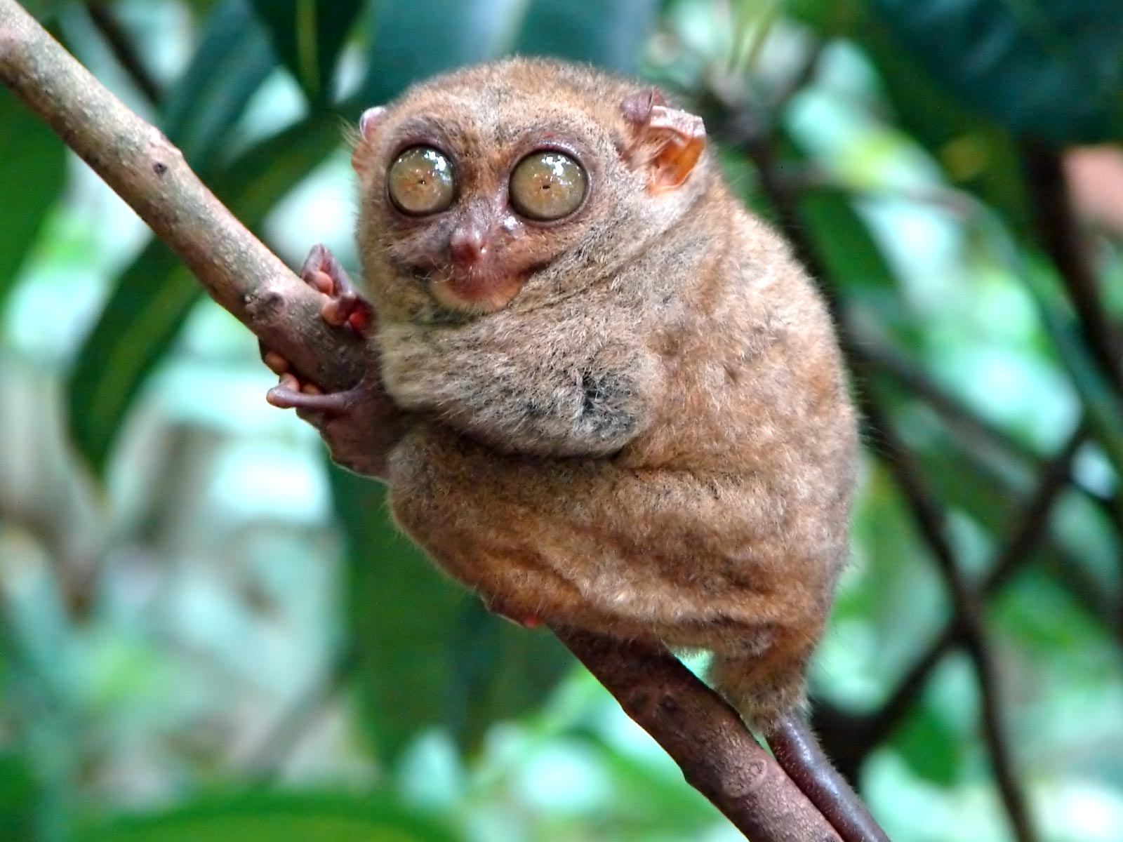 Tarsier